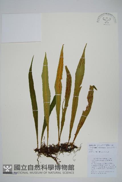 西藏劍蕨藏品圖，第1張