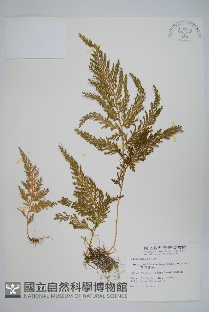 異葉卷柏藏品圖，第1張