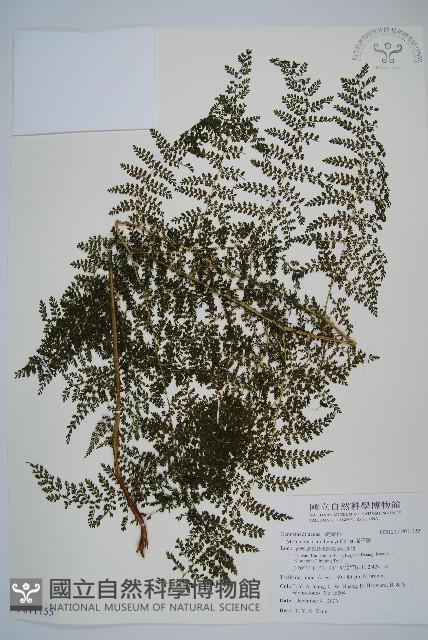 稀子蕨藏品圖，第1張