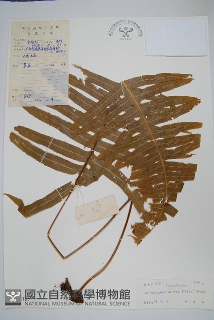 友水龍骨藏品圖，第1張