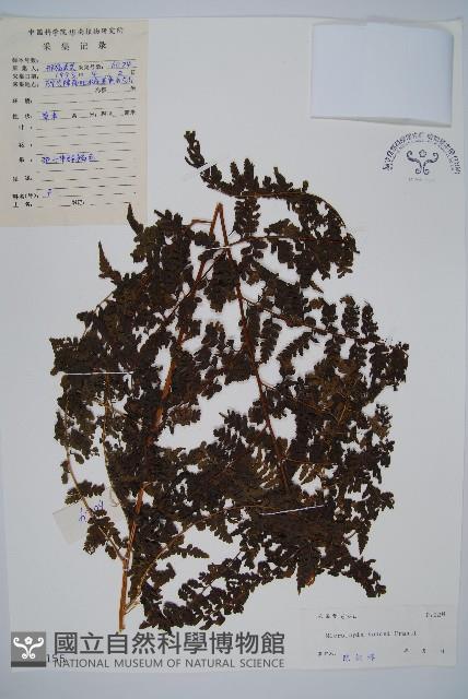 華南鱗蓋蕨藏品圖，第1張