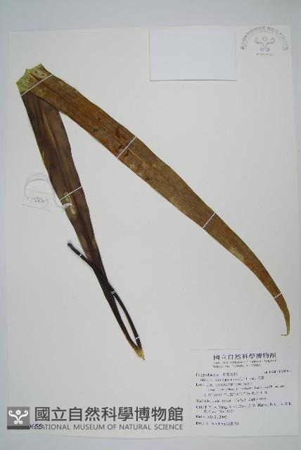 星蕨藏品圖，第1張