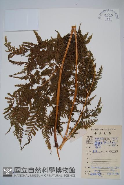 大金星蕨藏品圖，第1張