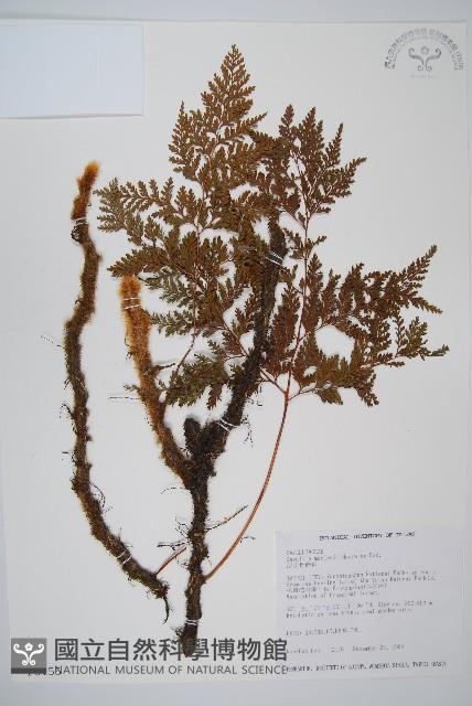 海州骨碎補藏品圖，第1張