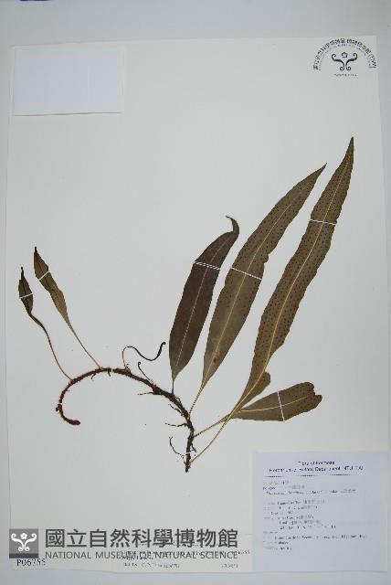 波氏星蕨藏品圖，第1張