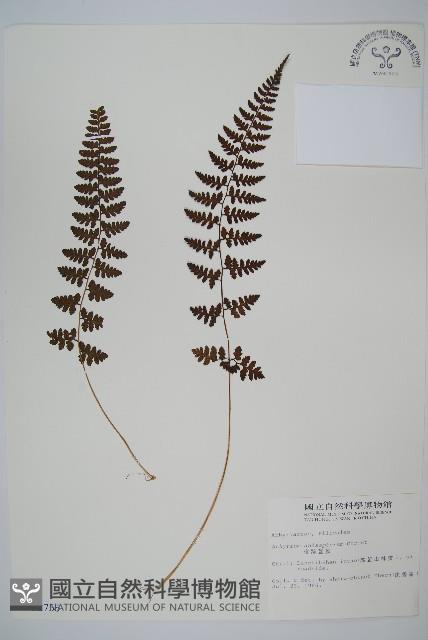宿蹄蓋蕨藏品圖，第1張