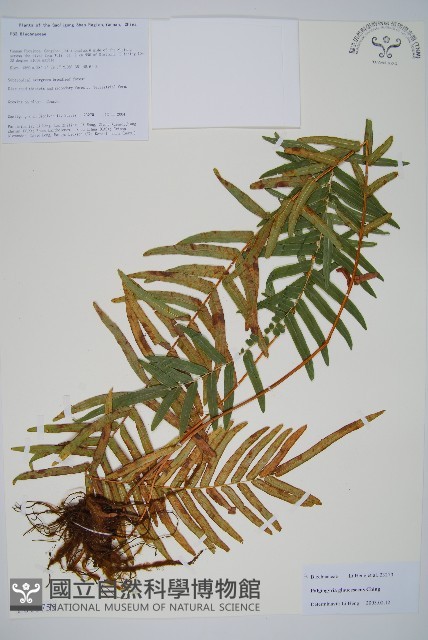 登錄號:P010755藏品圖，第1張