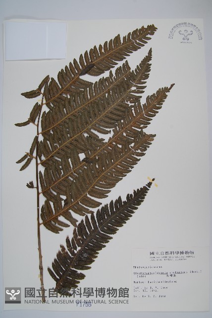 方桿蕨藏品圖，第1張