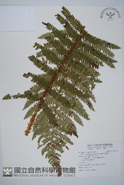 尖葉耳蕨藏品圖，第1張