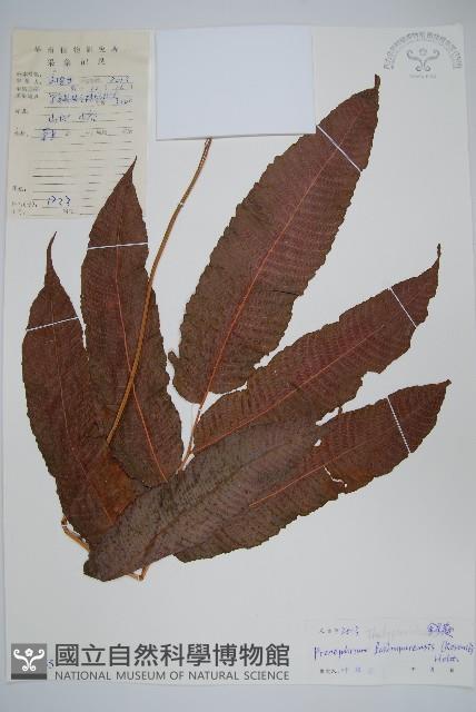 紅色新月蕨藏品圖，第1張