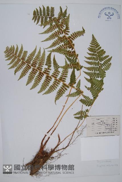 尖齒鱗毛蕨藏品圖，第1張