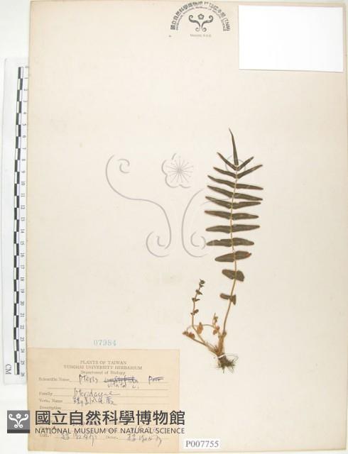 鱗蓋鳳尾蕨藏品圖，第1張