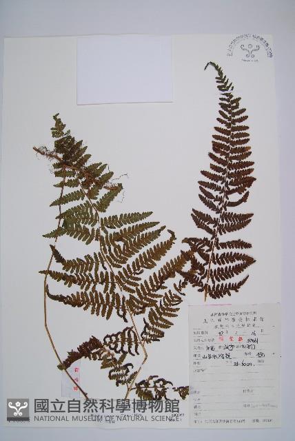 登錄號:P006055藏品圖，第1張