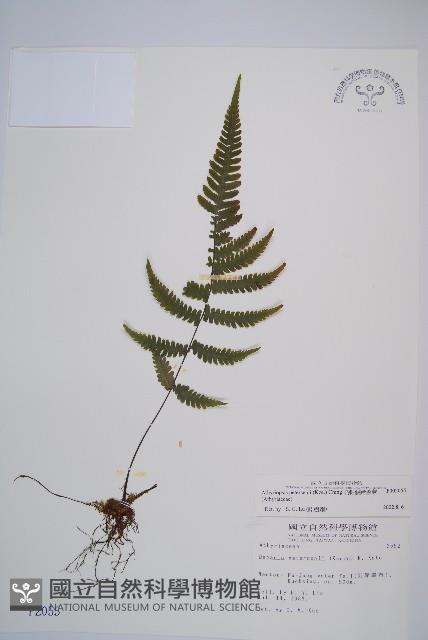 毛軸假蹄蓋蕨藏品圖，第1張