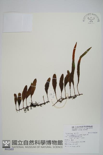 抱樹石葦藏品圖，第1張