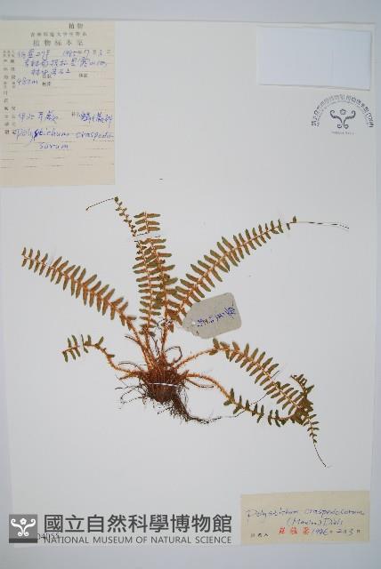 鞭葉耳蕨藏品圖，第1張