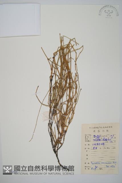 木賊藏品圖，第1張