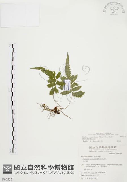 毛蕨藏品圖，第1張