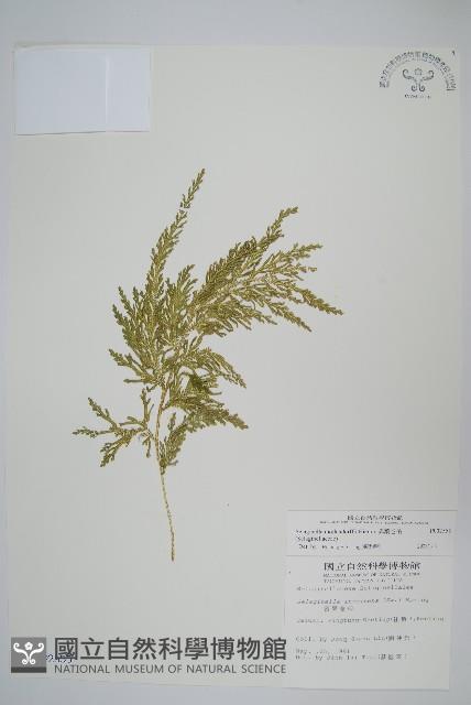 異葉卷柏藏品圖，第1張