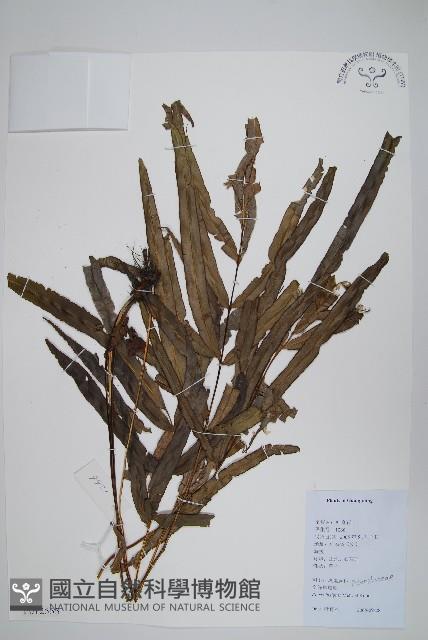 全緣鳳尾蕨藏品圖，第1張