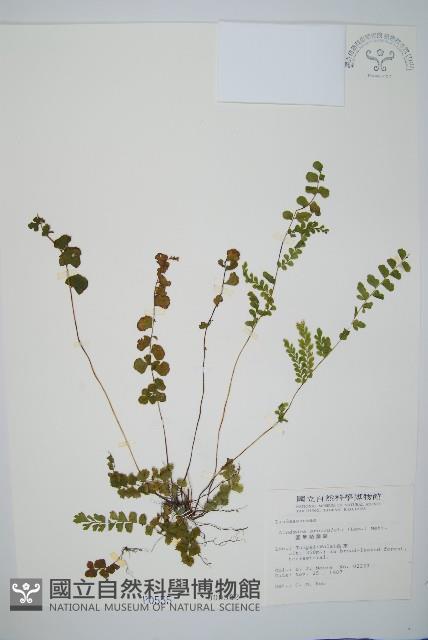 圓葉陵齒蕨藏品圖，第1張