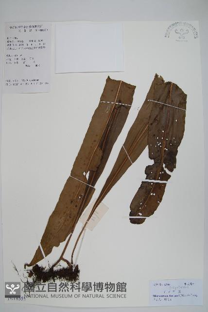 大星蕨藏品圖，第1張