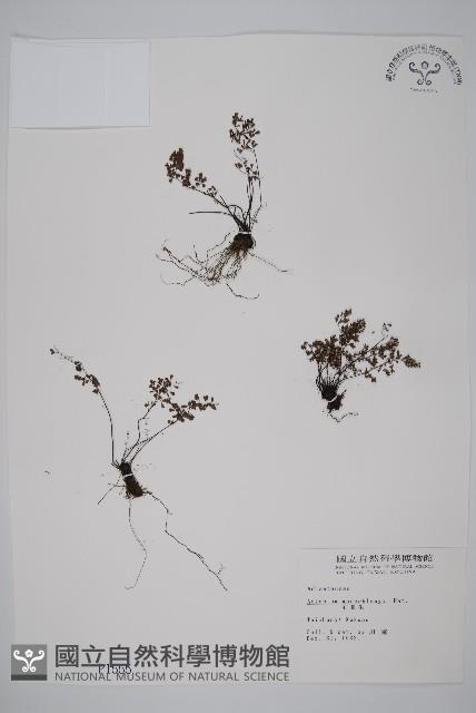 臺灣鐵線蕨藏品圖，第1張