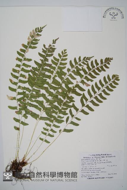 臺灣耳蕨藏品圖，第1張