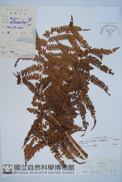 臺灣桫欏藏品圖，第1張