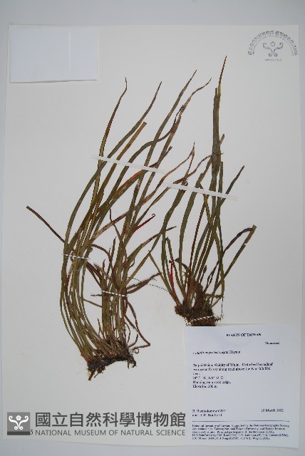 姬書帶蕨藏品圖，第1張