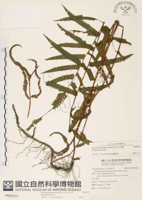 毛蕨藏品圖，第1張