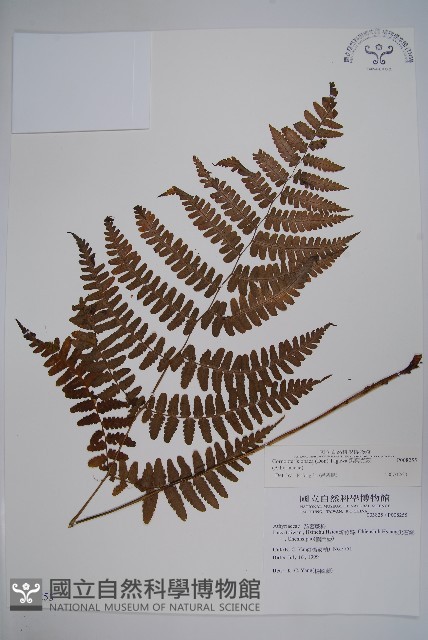 黑葉貞蕨藏品圖，第1張
