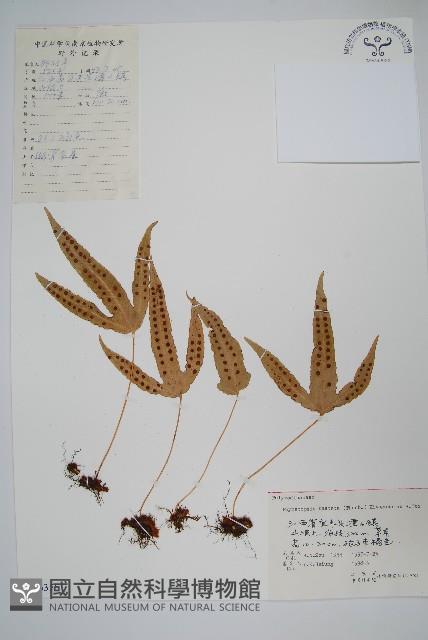 金雞腳藏品圖，第1張