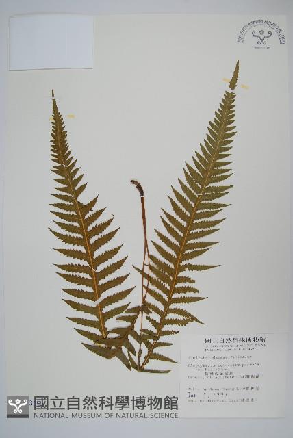 翅軸假金星蕨、短柄卵果蕨藏品圖，第1張