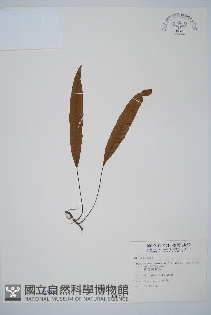 單葉雙蓋蕨藏品圖，第1張