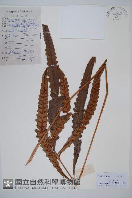 崇澍蕨藏品圖，第1張