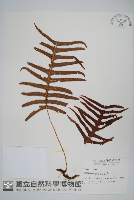 阿里山水龍骨藏品圖，第1張