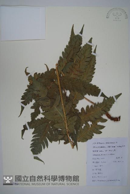 日本狗脊蕨藏品圖，第1張