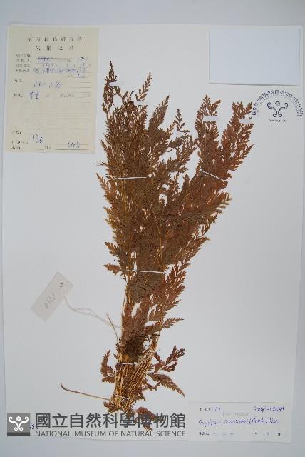 日本金粉蕨藏品圖，第1張