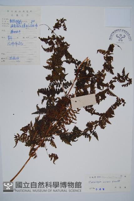 華南鱗蓋蕨藏品圖，第1張