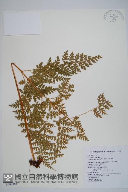 大膜蓋蕨藏品圖，第1張