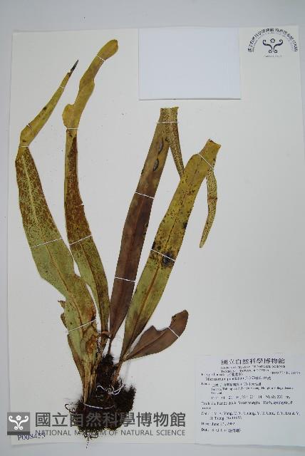 星蕨藏品圖，第1張