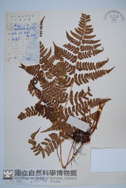 闊鱗鱗毛蕨藏品圖，第1張