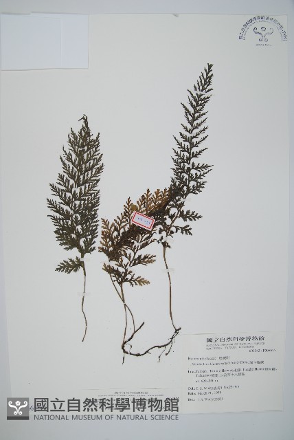 南海瓶蕨藏品圖，第1張