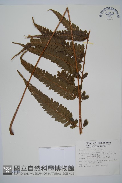 羽葉鱗蓋蕨藏品圖，第1張