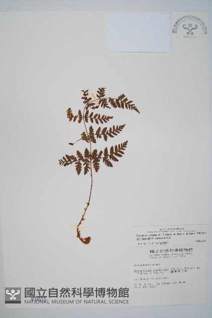 廣布鱗毛蕨藏品圖，第1張