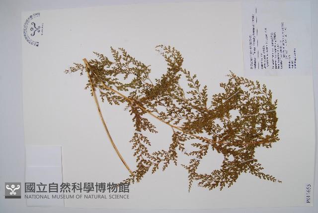 烏蕨藏品圖，第1張