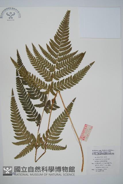 Japanese holly fern Collection Image, Figure 1, Total 2 Figures