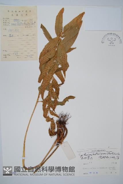 狹葉貫眾蕨藏品圖，第1張