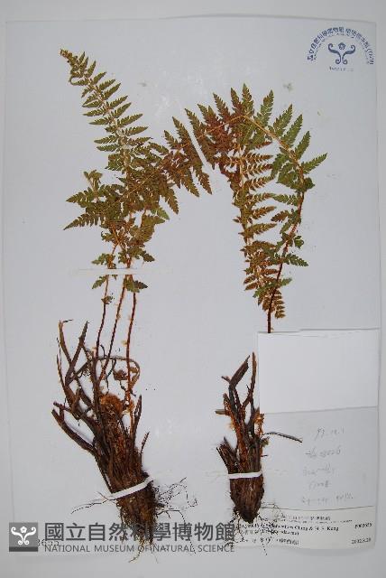 烏柄耳蕨藏品圖，第1張